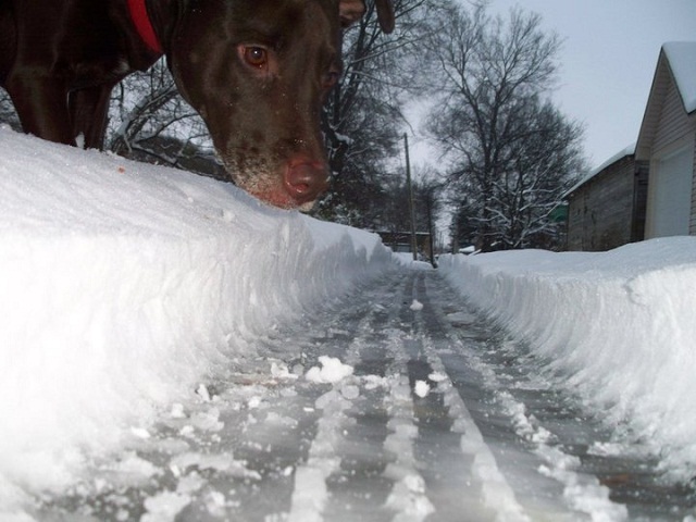 Snow plow cleared the street, then a giant dog showed up