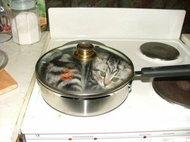 Cooking Kitty 666