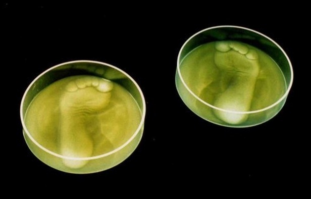 Dish Feet 672