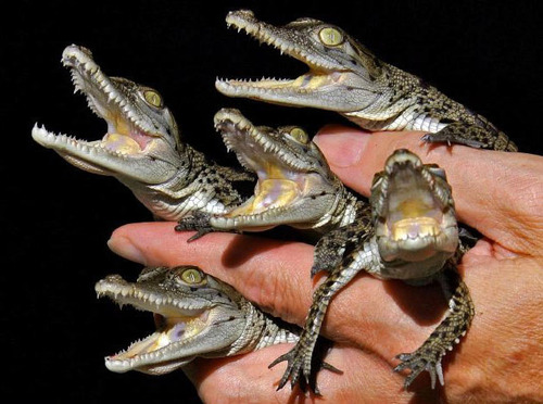 Fist Full of Gaters 776