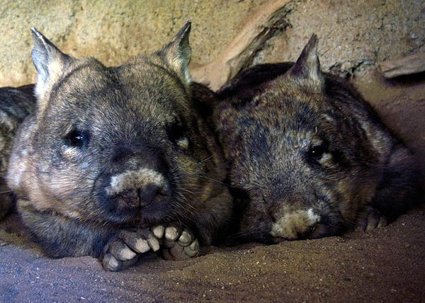Hairy Nosed Wombat 673