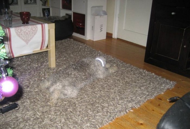 Invisidog 365