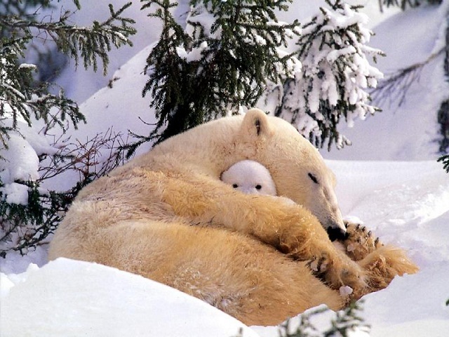 Polar Snuggie 444