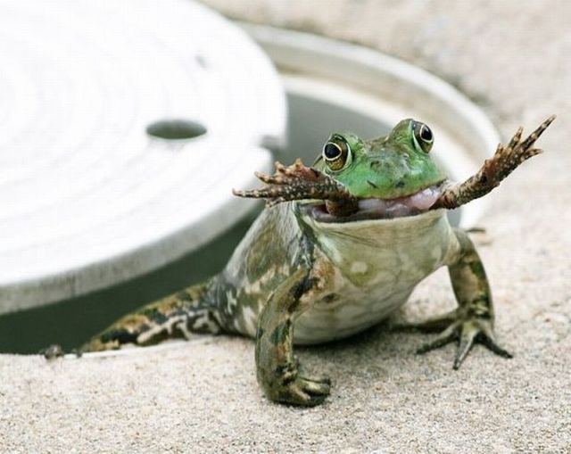 Seriously, what frog 782