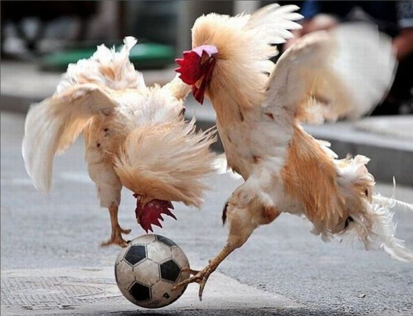 Soccer Cocks 878