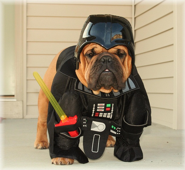 The Bark Side 377