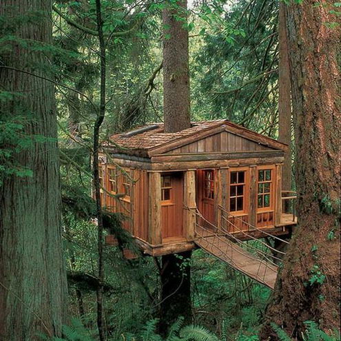 Tree House 067