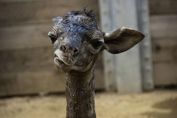 Giraffe Calf 454