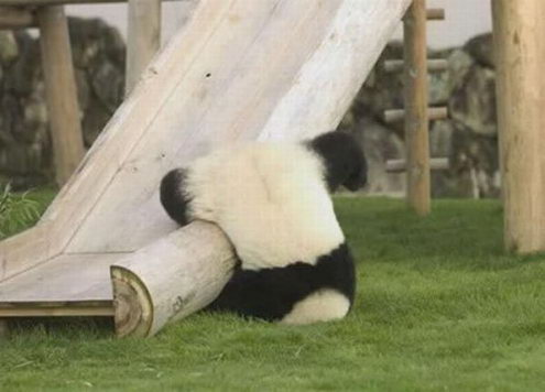 Panda Plunge 238