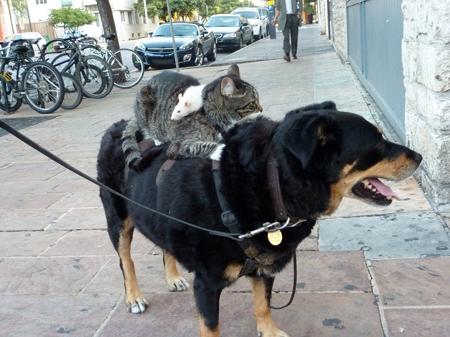Rat on a cat on a dog 899