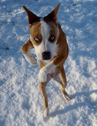 Standing Dog 365