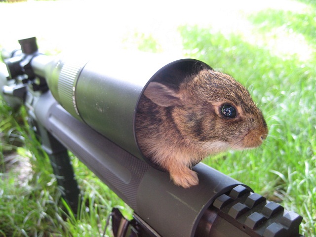 Clever Critter 232 Clever Critter 232