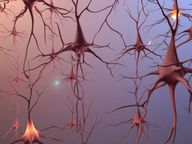 Neurogenesis2345