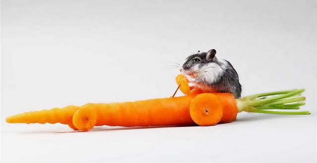 Carrot Mouse 287