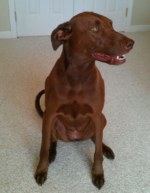 Bat Symbol Dog 672 Bat Symbol Dog 672