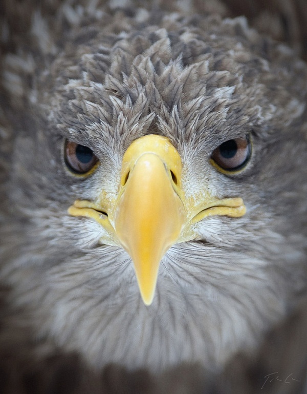 Bird of Prey 067 Bird of Prey 067