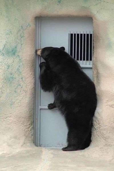 Little known fact - Some bear attacks begin with a polite knock on the door 745 Little known fact - Some bear attacks begin with a polite knock on the door 745
