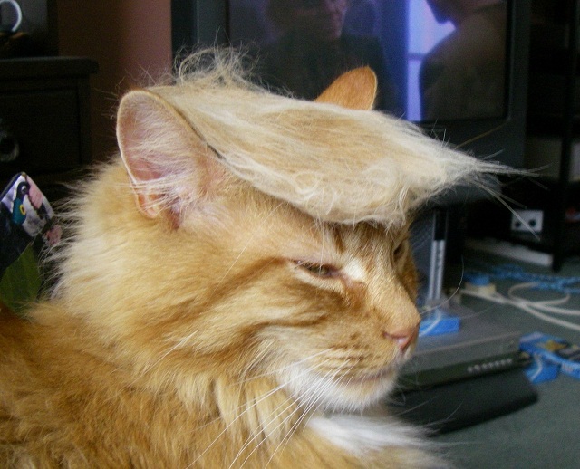 Trump Cat 565 Trump Cat 565