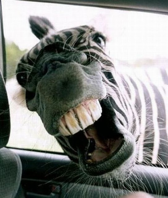 Viscious attack zebra Viscious attack zebra