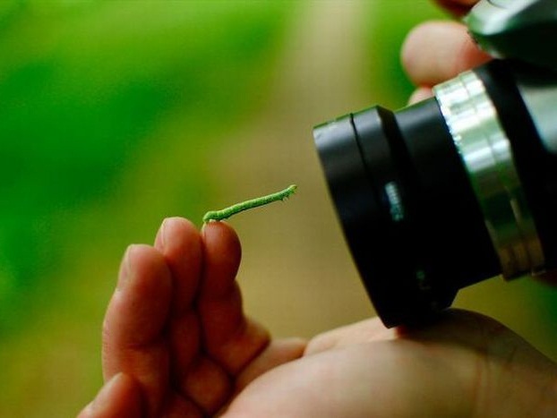 Worm Attraction 376 Worm Attraction 376