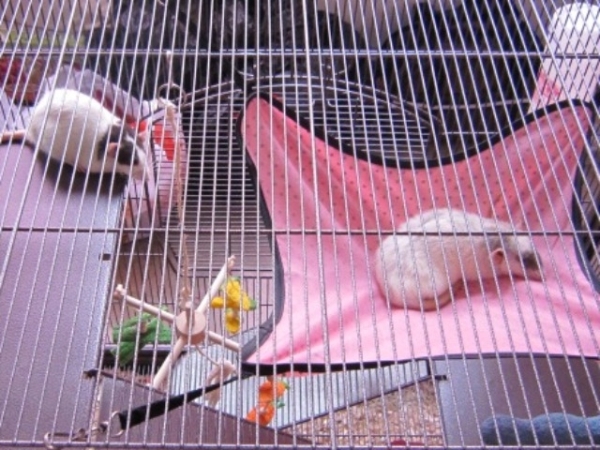 rat4