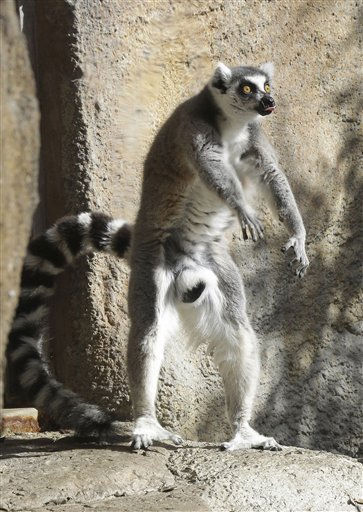 ring-tailed lemur 827 ring-tailed lemur 827