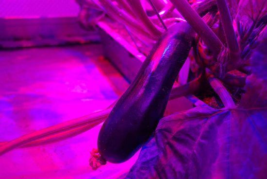 5 plantlab 142