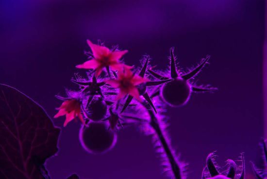 5 plantlab 143