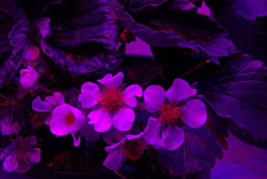 5 plantlab 145