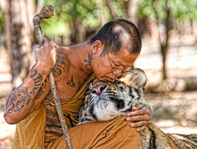 Buddhist monk and tiger 033