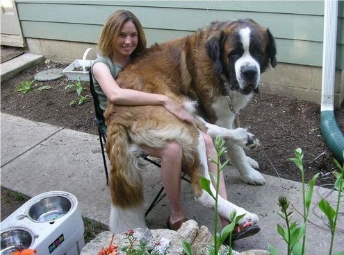 Lap Dog 672