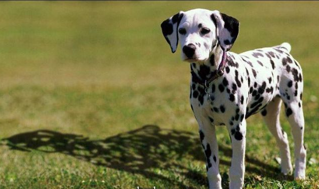 This photo shows the spots on the dog are fake 325,jpg