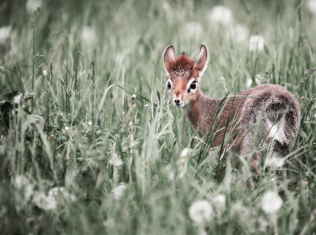 9 Cuteness, in Deep Grass 045