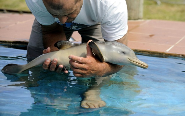 Baby Dolphin 276 Baby Dolphin 276