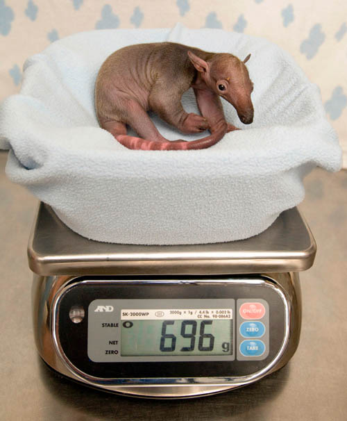 Baby anteater 067