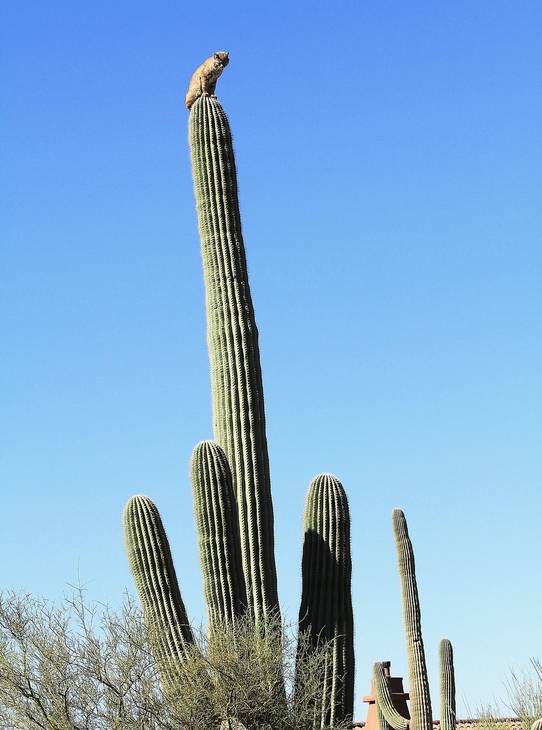 Cattacus 538 Cattacus 538