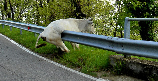 Cow jumped over the Moon - the early days 333 copy Cow jumped over the Moon - the early days 333 copy