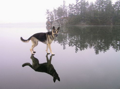 Dog walking on water 573 Dog walking on water 573