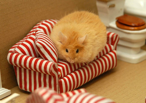 Hamster Couch 896