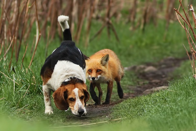 Hunting Fox 356