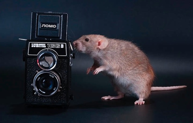 Rat Camera 222