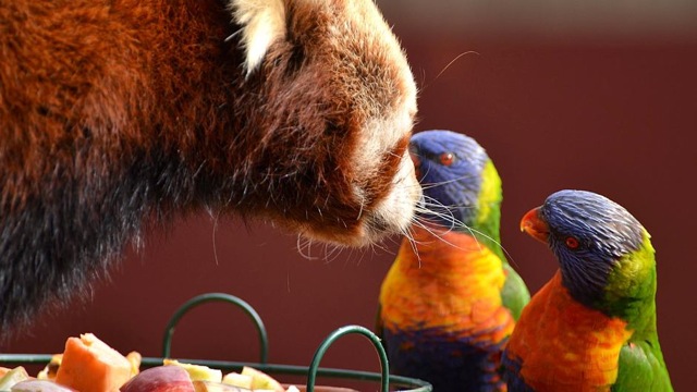 Red panda guarding its food from rainbow lorikeets 333 Red panda guarding its food from rainbow lorikeets 333
