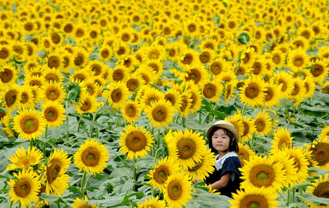 Sunflowers 784 Sunflowers 784