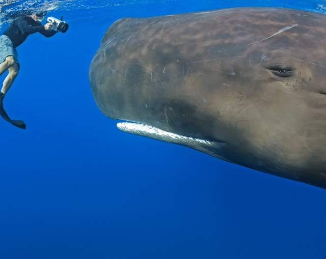 Whale Closeup 076 Whale Closeup 076