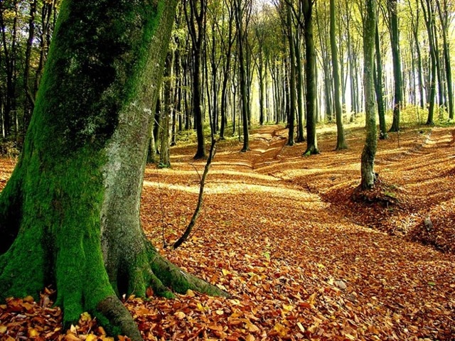 forest leaves 234