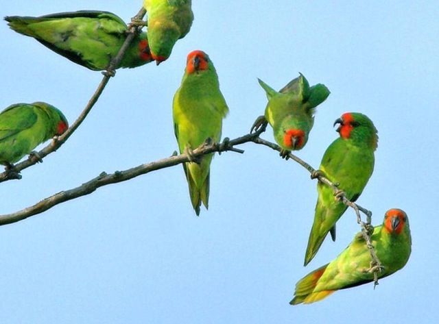 lovebird perch 232