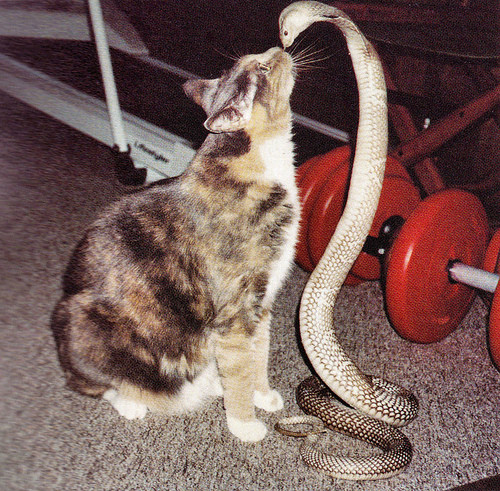 Curiosity Killed the Cat 827
