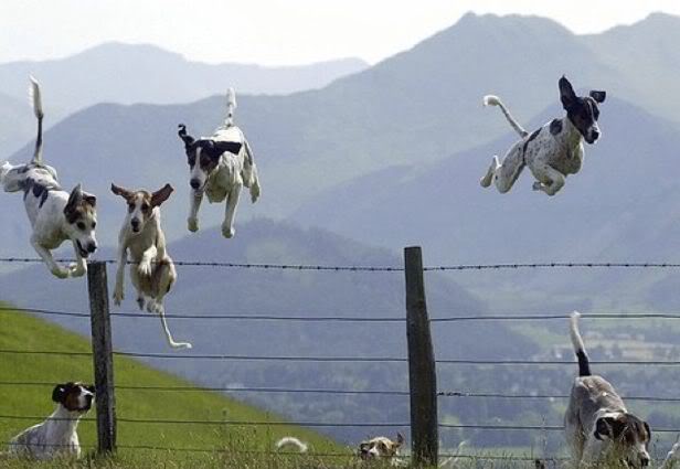 Flying Dog Colony 762