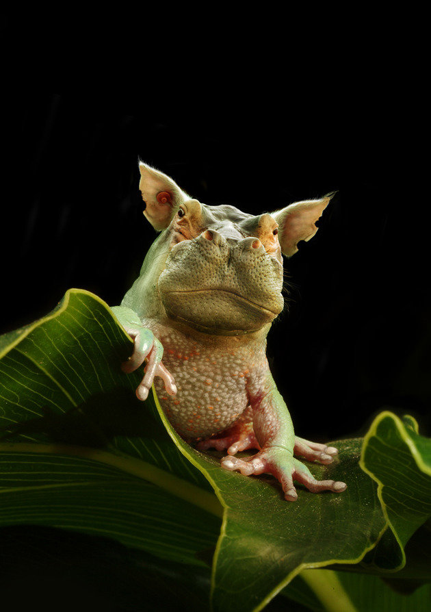 Hippo Frog 265