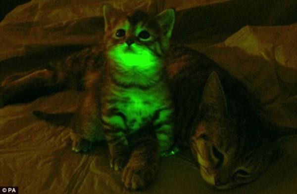 glow in the dark cat 1